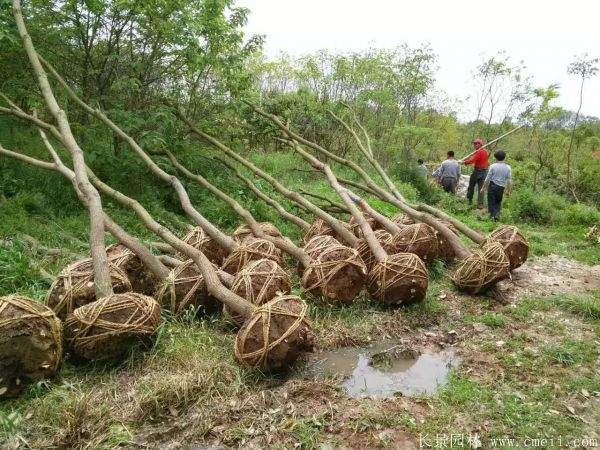 红乌桕图片红乌桕基地实拍 红乌桕图片红乌桕基地实拍