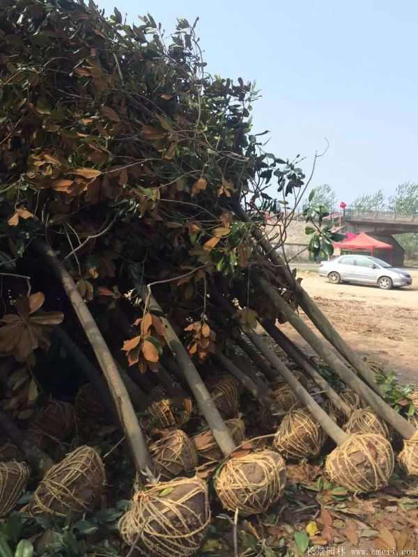 广玉兰图片广玉兰基地实拍 广玉兰图片广玉兰基地实拍