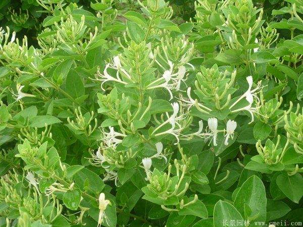 金银花小苗种植方法及价格表详解