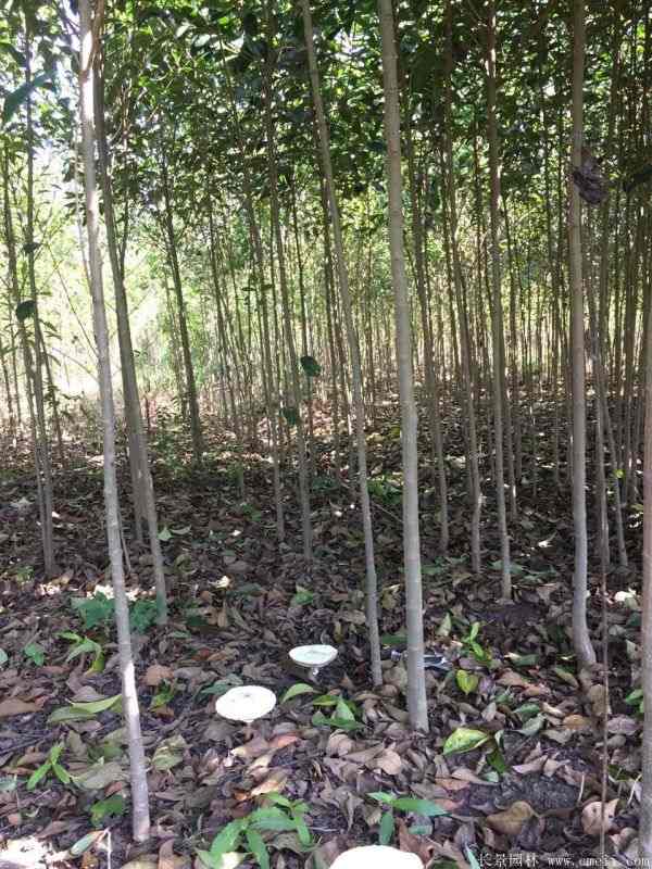 高杆女贞图片高杆女贞基地实拍 高杆女贞图片高杆女贞基地实拍