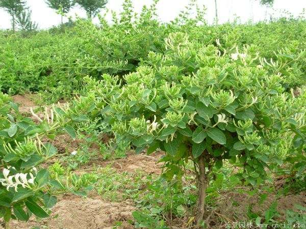 金银花小苗种植方法及价格表详解
