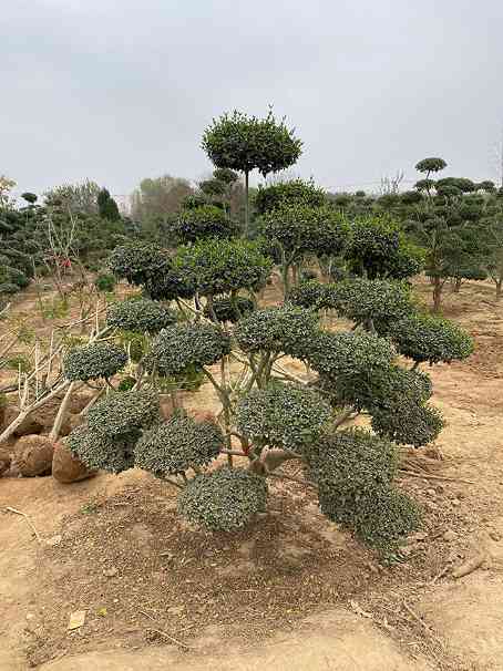 小叶女贞造型树种植与选购指南