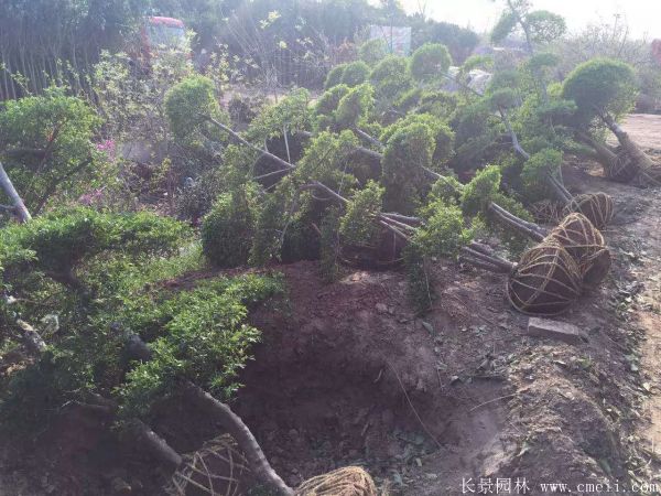 小叶女贞造型树图片基地实拍