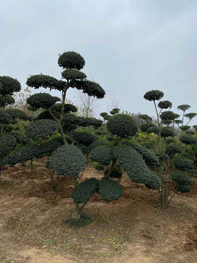 小叶女贞造型树种植与选购指南