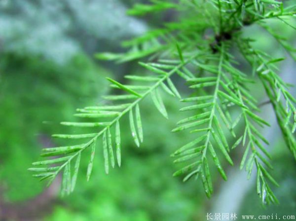 中山杉苗木价格及种植前景分析 中山杉苗木价格及种植前景分析