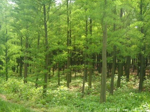 水杉树图片水杉树基地实拍 水杉树图片水杉树基地实拍