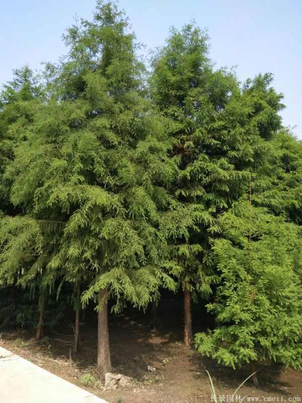 水杉树图片水杉树基地实拍 水杉树图片水杉树基地实拍