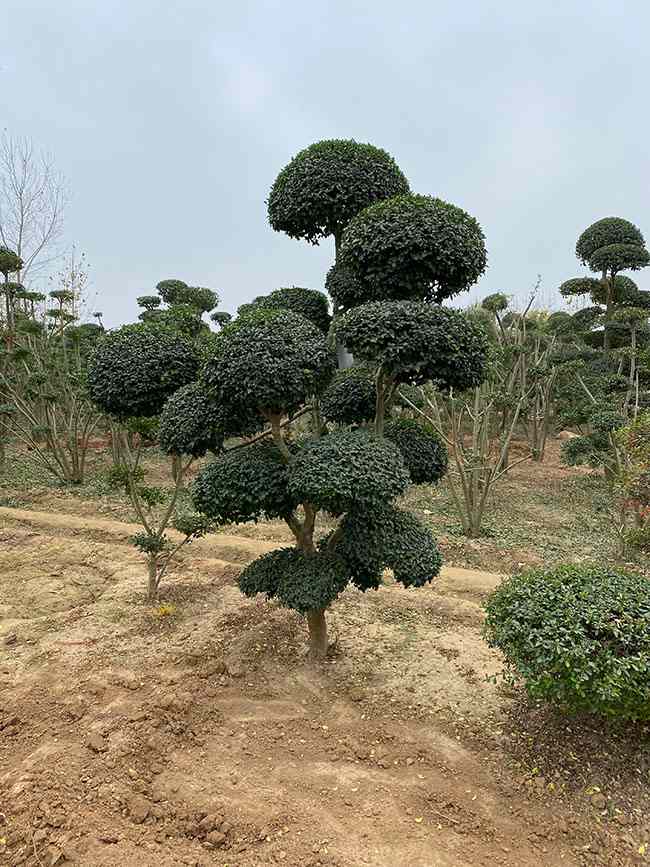 小叶女贞造型树种植与选购指南