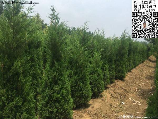 河南桧柏图片 河南桧柏图片