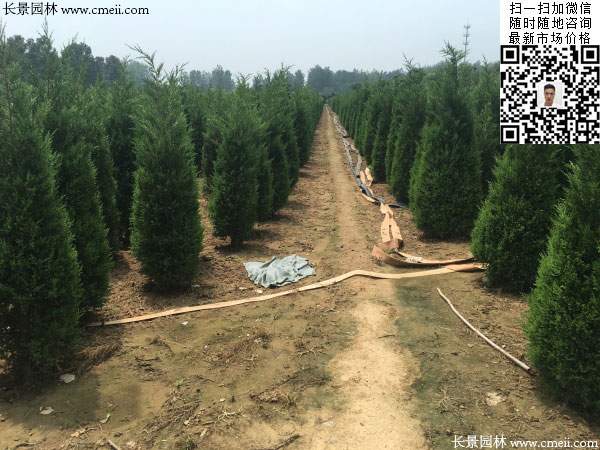 河南桧柏图片 河南桧柏图片