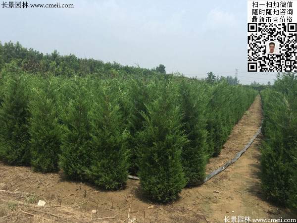 河南桧柏图片 河南桧柏图片