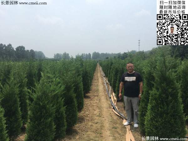 河南桧柏图片 河南桧柏图片