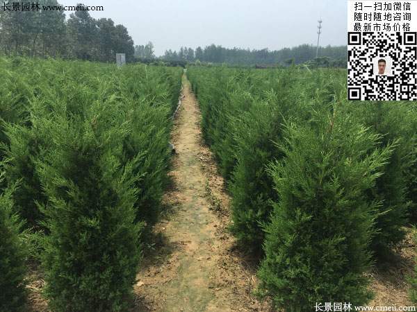 河南桧柏图片 河南桧柏图片