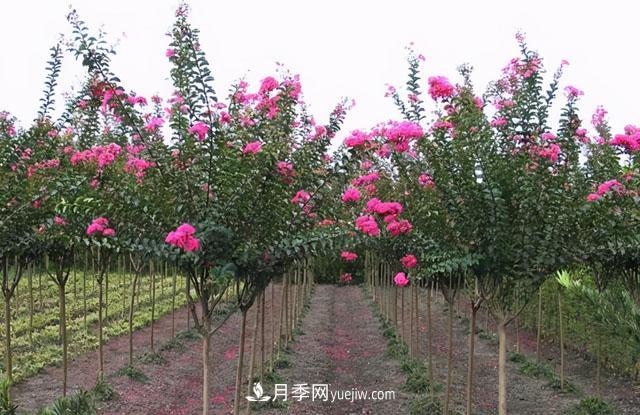 南阳紫薇树的修剪方法(图1) 南阳紫薇树的修剪方法(图1)