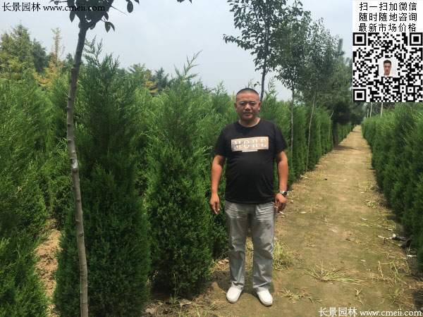 北京桧图片基地实拍 北京桧图片基地实拍
