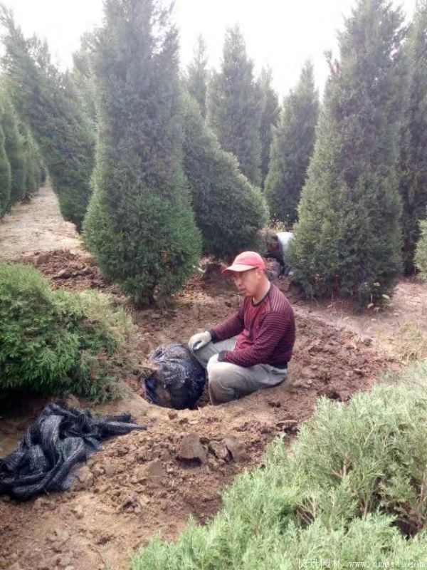 北京桧图片基地实拍 北京桧图片基地实拍