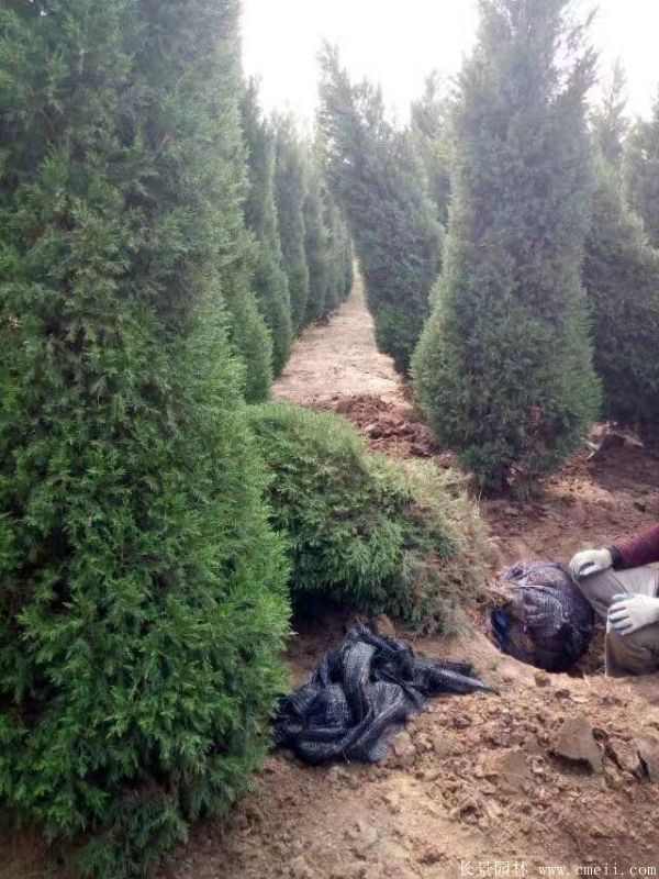 北京桧图片基地实拍 北京桧图片基地实拍