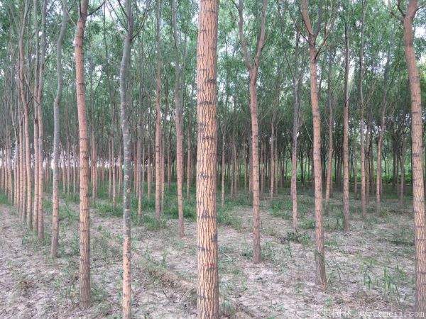 旱柳图片旱柳基地实拍 旱柳图片旱柳基地实拍