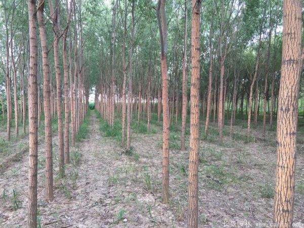 旱柳图片旱柳基地实拍 旱柳图片旱柳基地实拍