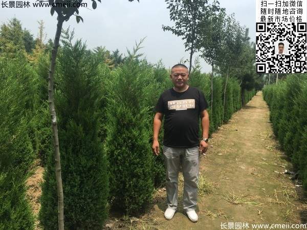 圆柏树图片基地实拍 圆柏树图片基地实拍