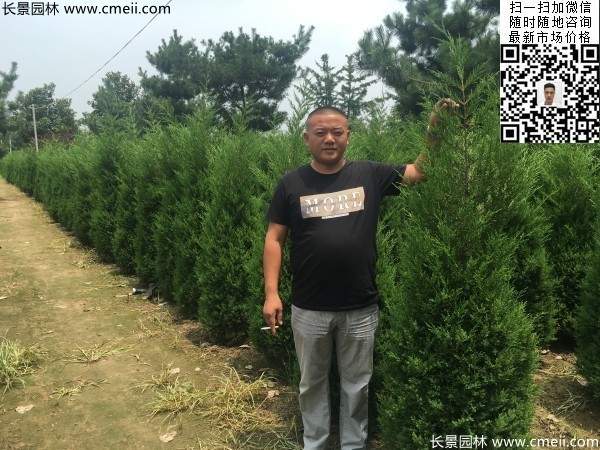 圆柏树图片基地实拍 圆柏树图片基地实拍