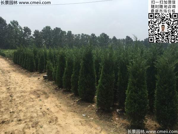 圆柏树图片基地实拍 圆柏树图片基地实拍