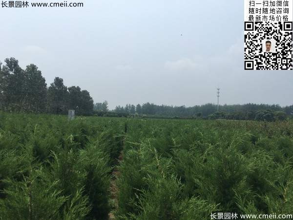 圆柏树图片基地实拍 圆柏树图片基地实拍