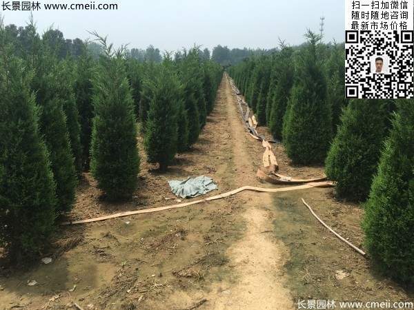 圆柏树图片基地实拍 圆柏树图片基地实拍