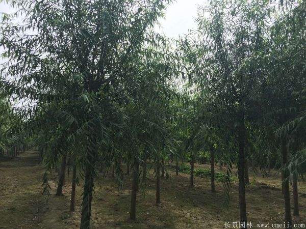旱柳图片旱柳基地实拍 旱柳图片旱柳基地实拍