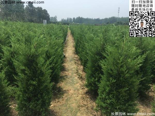 圆柏树图片基地实拍 圆柏树图片基地实拍