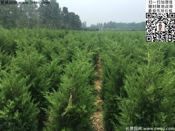 圆柏树图片基地实拍 圆柏树图片基地实拍