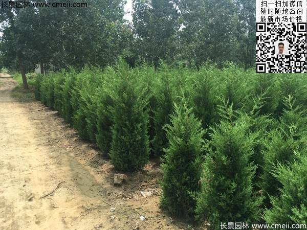 圆柏树图片基地实拍 圆柏树图片基地实拍