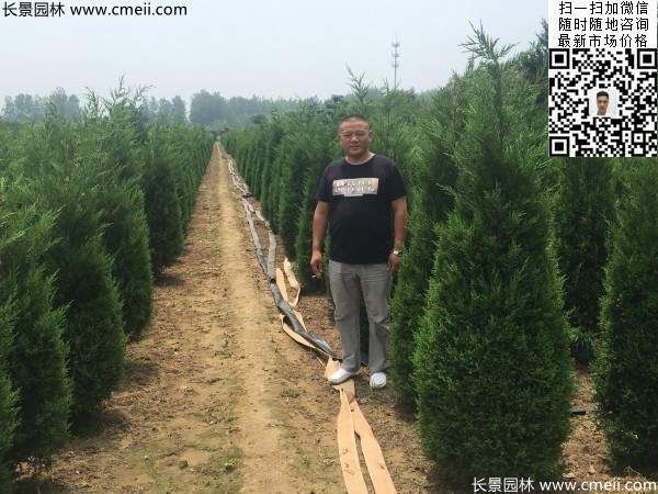 圆柏树图片基地实拍 圆柏树图片基地实拍