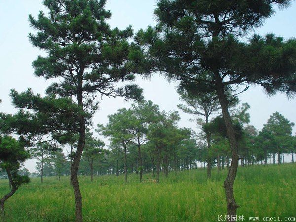 马尾松图片基地实拍 马尾松图片基地实拍
