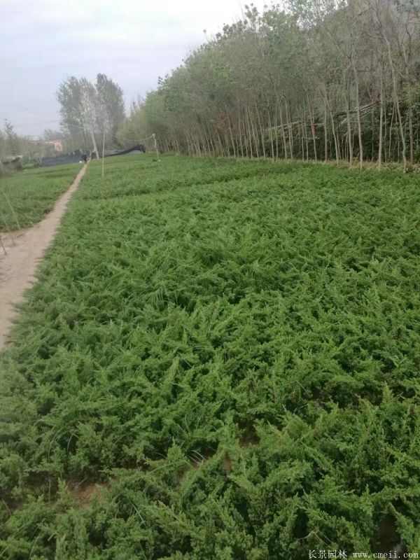 爬地柏图片基地实拍 爬地柏图片基地实拍