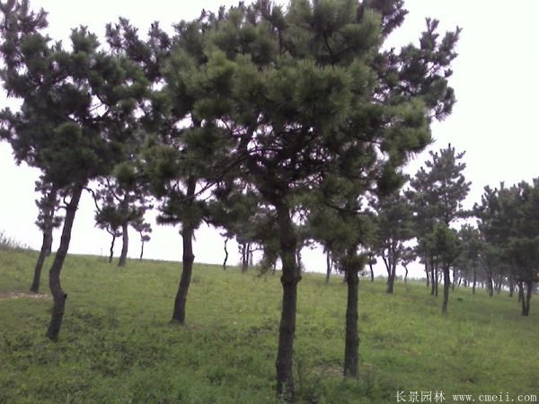 马尾松图片基地实拍 马尾松图片基地实拍