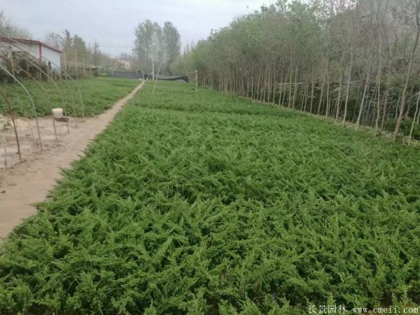 爬地柏图片基地实拍 爬地柏图片基地实拍