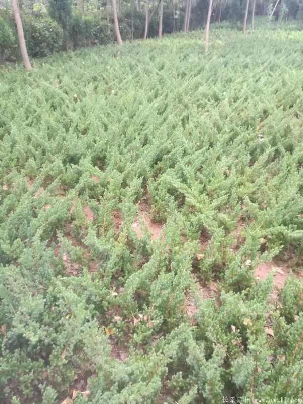 铺地柏图片基地实拍 铺地柏图片基地实拍
