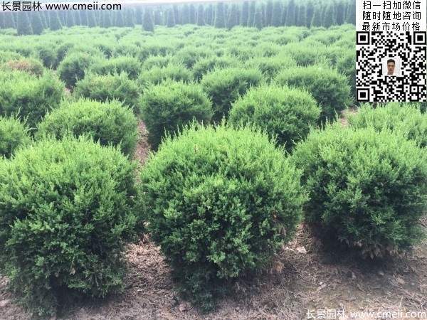 耐寒常绿球类苗木塔柏球图片 耐寒常绿球类苗木塔柏球图片