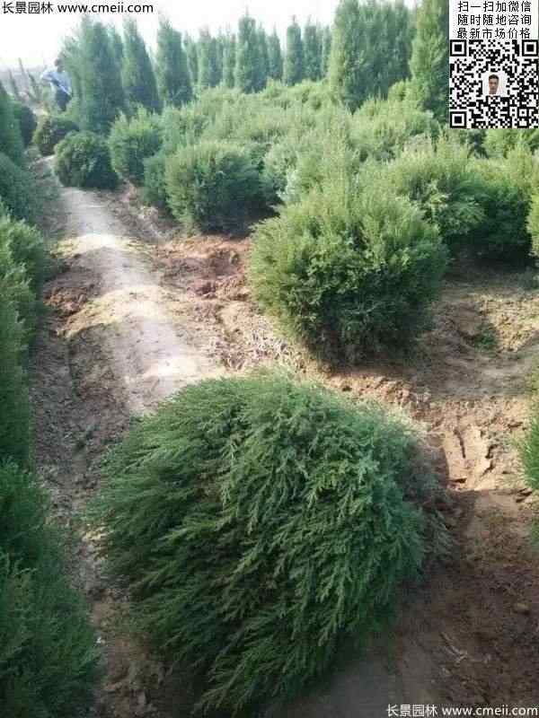 耐寒常绿球类苗木塔柏球图片 耐寒常绿球类苗木塔柏球图片