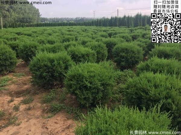 圆柏球图片基地实拍 圆柏球图片基地实拍