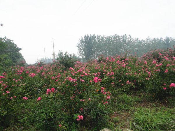 丛生紫薇图片基地实拍 丛生紫薇图片基地实拍