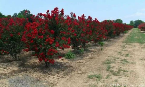 丛生紫薇图片基地实拍 丛生紫薇图片基地实拍