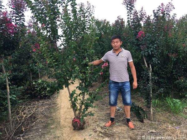 丛生紫薇图片基地实拍 丛生紫薇图片基地实拍