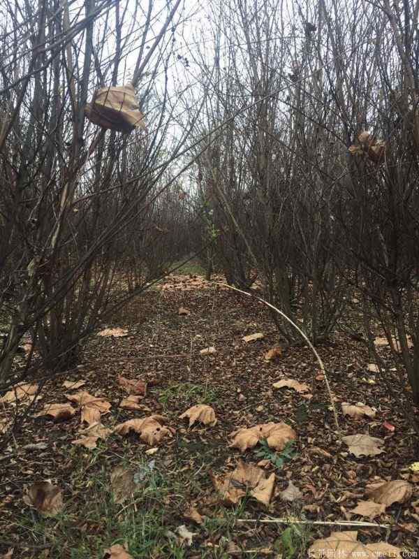 丛生紫薇图片基地实拍 丛生紫薇图片基地实拍
