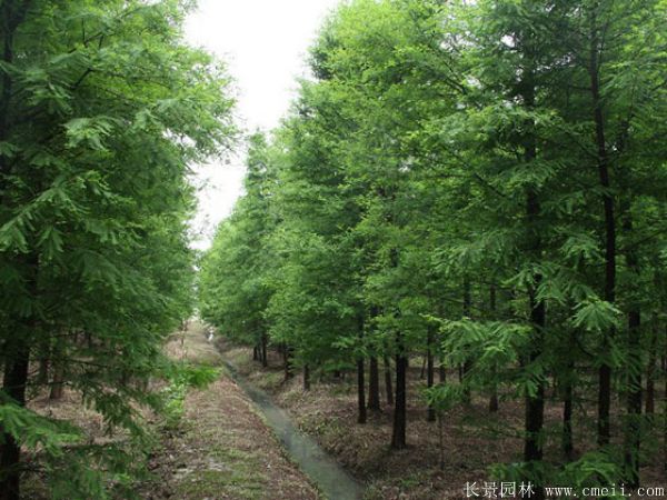 水杉树图片水杉树基地实拍 水杉树图片水杉树基地实拍