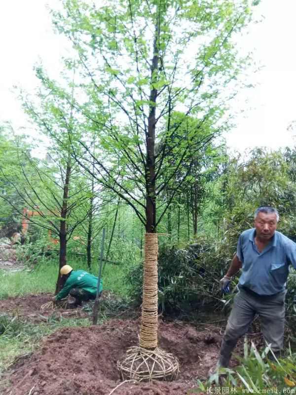 水杉树图片水杉树基地实拍 水杉树图片水杉树基地实拍