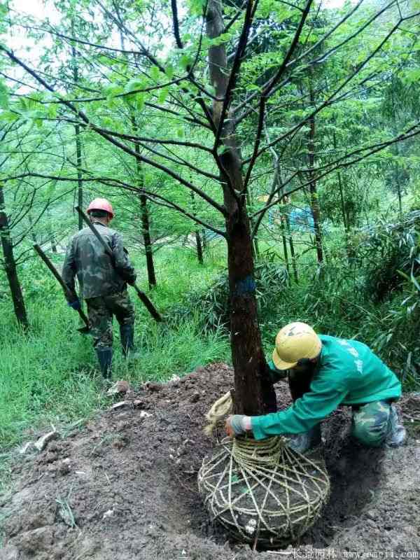 水杉树图片水杉树基地实拍 水杉树图片水杉树基地实拍