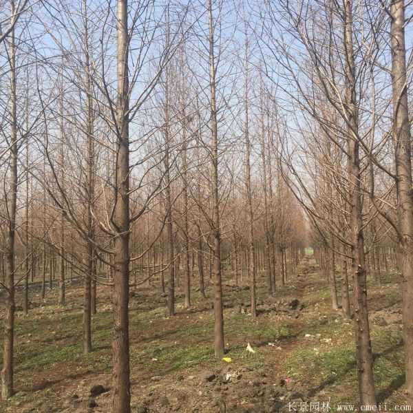 水杉树图片水杉树基地实拍 水杉树图片水杉树基地实拍