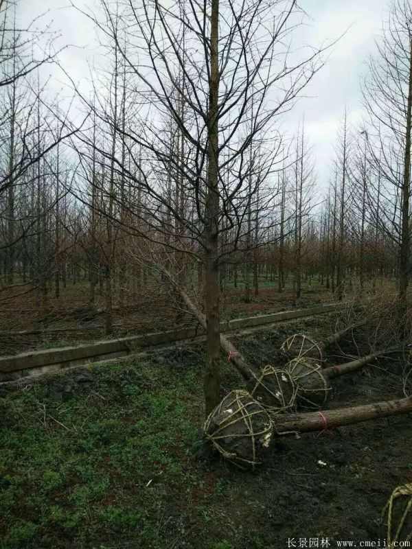 水杉树图片水杉树基地实拍 水杉树图片水杉树基地实拍